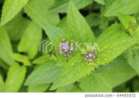 Flower bud of agelatum 64485872