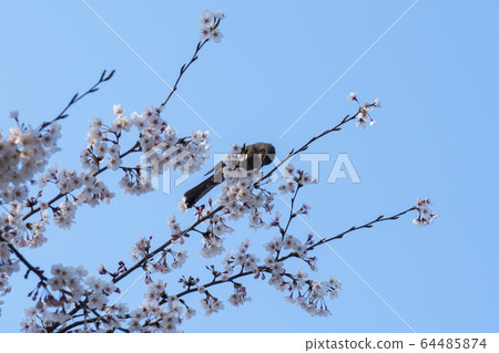櫻花盛開 64485874