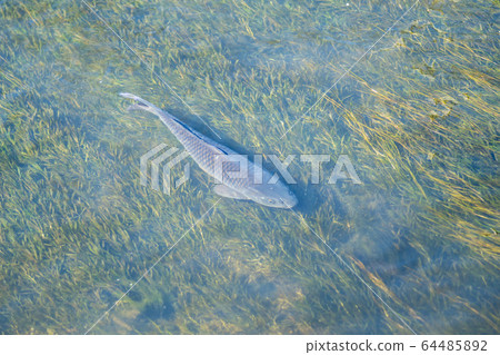 鯉魚 鯉魚 64485892