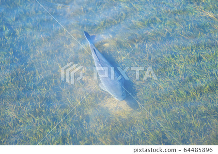 鯉魚 鯉魚 64485896