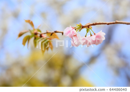 櫻花 64486040