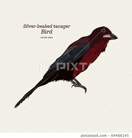 The silver-beaked tanager is a medium-sized 64486145
