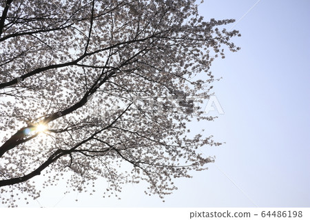 櫻花美麗的風景 64486198