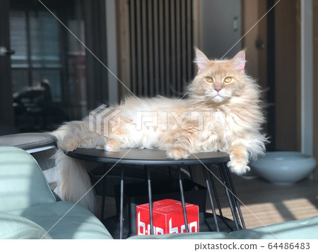 Lioness Maine Coon 64486483