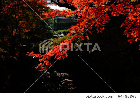 Okazaki公園秋葉 Okazaki公園秋葉 64486865