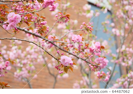 櫻花日暮 64487062