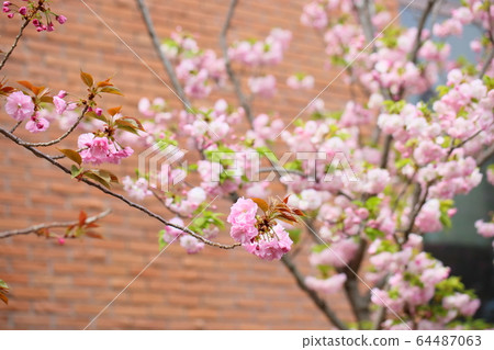 櫻花日暮 64487063