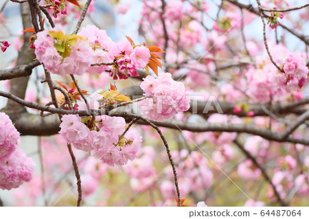 櫻花春日井 64487064