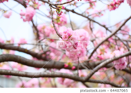 櫻花春日井 64487065