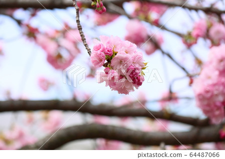Cherry blossom Kasugai 64487066