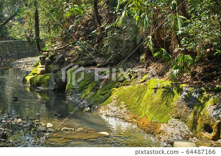 Walk in Setagaya: Todoroki Gorge Walk in Setagaya: Todoroki Gorge 64487166