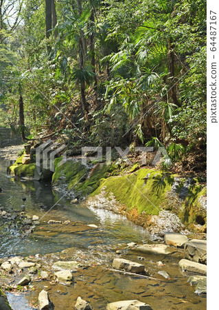 Walk in Setagaya: Todoroki Gorge Walk in Setagaya: Todoroki Gorge 64487167