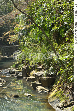 在世田谷區漫步：Todoroki Gorge 64487171