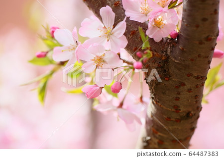 Cherry blossom, No. 2 Cherry blossom, No. 2 64487383