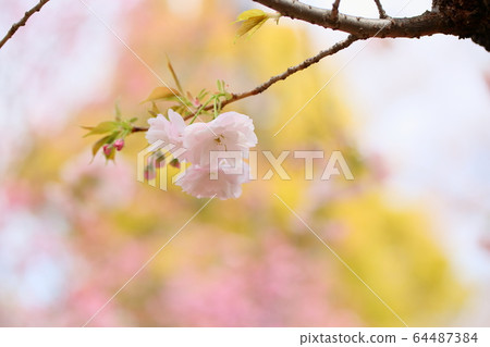 Cherry blossoms 64487384