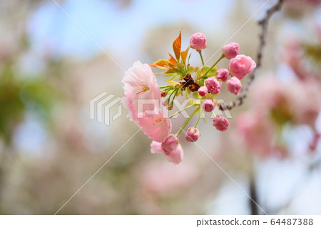 櫻花盛開 櫻花盛開 64487388