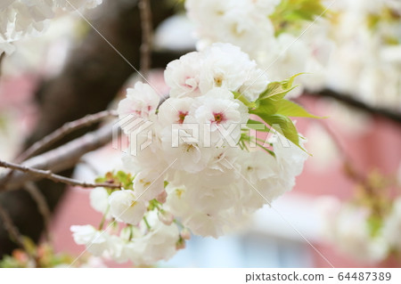 Cherry blossom Cherry blossom 64487389