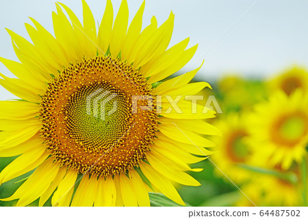 sunflower sunflower 64487502