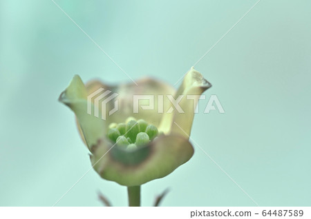 Dogwood that began to open 64487589