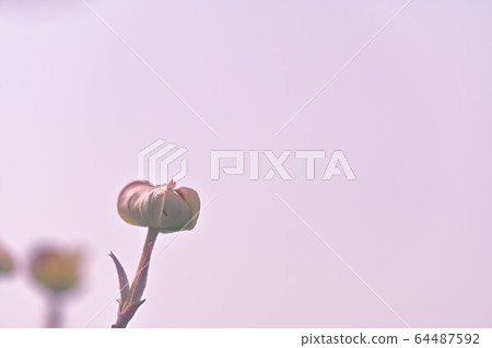Dogwood that began to open 64487592