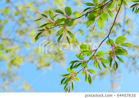 Female inflorescence of red hornbeam 64487638