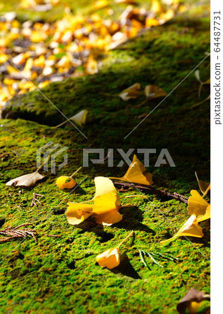 Autumn leaves image Autumn leaves image 64487731