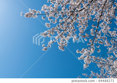 櫻花 64488171