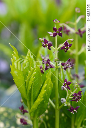 青木的花 64488295