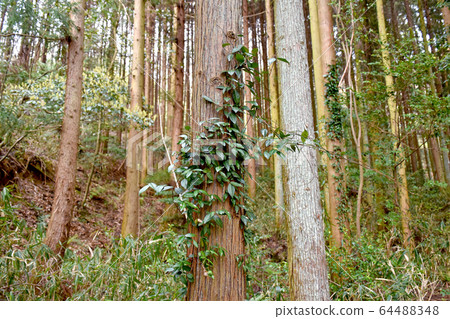 Ivy growing on a cedar tree Ivy growing on a cedar tree 64488348