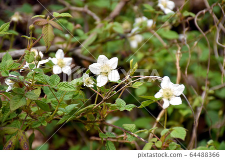 覆盆子花 64488366