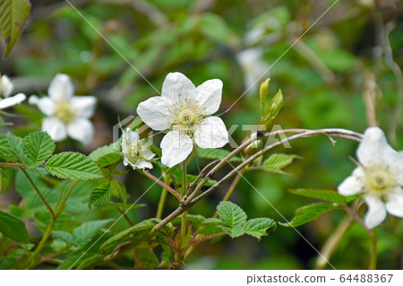 覆盆子花 64488367