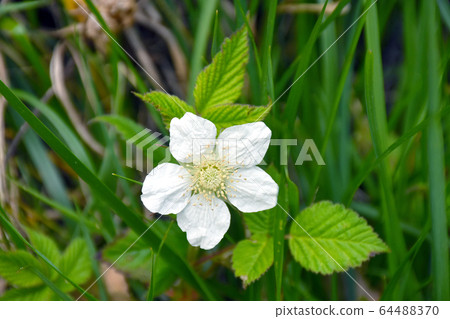 覆盆子花 覆盆子花 64488370