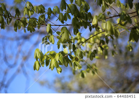Quercus sprout 64488451