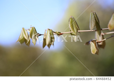 Quercus sprout Quercus sprout 64488452