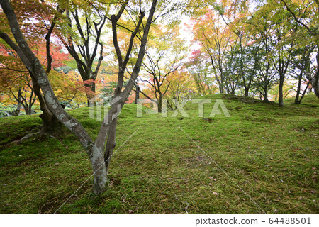 京都淺戶御所南池秋葉 京都淺戶御所南池秋葉 64488501