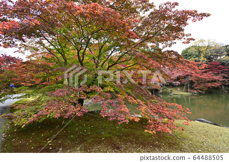 Kyoto Sento Imperial Palace Minamiike autumn leaves 64488505