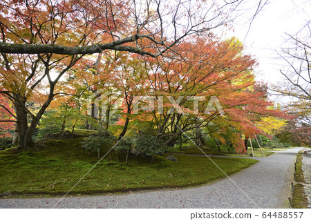 Kyoto Sento Imperial Palace Minamiike autumn leaves Kyoto Sento Imperial Palace Minamiike autumn leaves 64488557