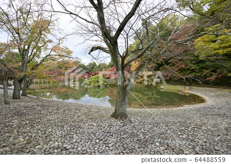 京都淺戶御所南池秋葉 京都淺戶御所南池秋葉 64488559