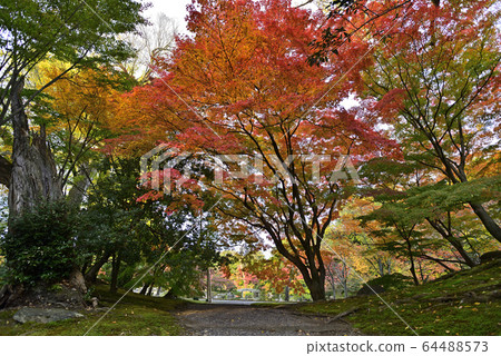 Kyoto Sento Imperial Palace Minamiike autumn leaves 64488573