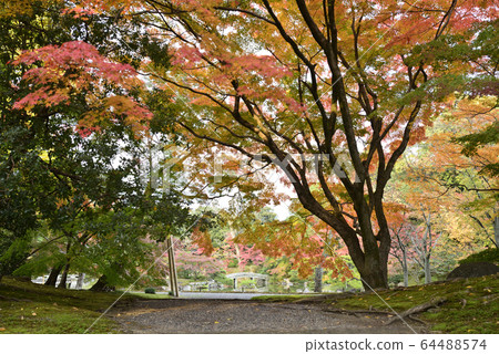 Kyoto Sento Imperial Palace Minamiike autumn leaves Kyoto Sento Imperial Palace Minamiike autumn leaves 64488574