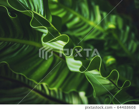 Ferns Leaf Forest Green plant Outdoor Tropical Nature Background Ferns Leaf Forest Green plant Outdoor Tropical Nature Background 64488608