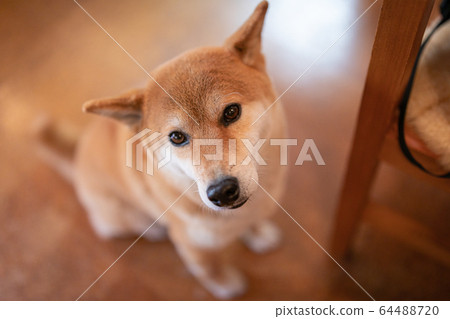 Shiba Inu waiting for rice 64488720