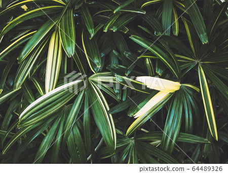 Green Leaf Tropical Palm Plant Nature background Green Leaf Tropical Palm Plant Nature background 64489326