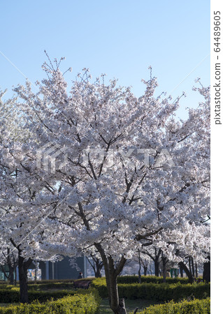 Cherry Blossom 64489605