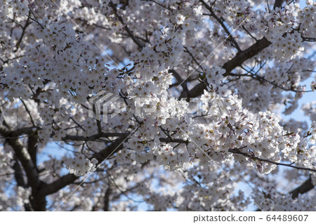 Cherry Blossom 64489607