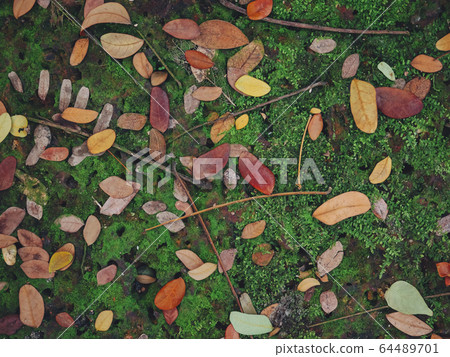 Green grass with dried leaves Park outdoor Nature background Green grass with dried leaves Park outdoor Nature background 64489701