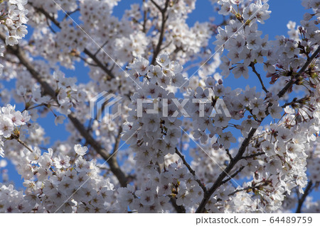 Cherry Blossom Cherry Blossom 64489759
