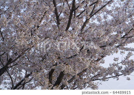 Cherry Blossom 64489915