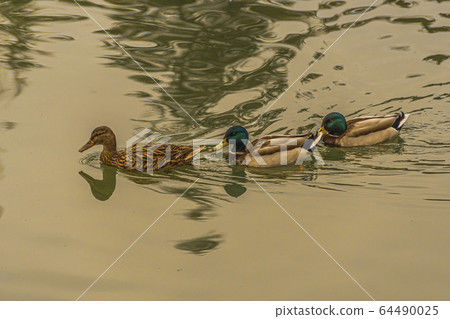 three multicolored ducks swimming in a pond. spain three multicolored ducks swimming in a pond. spain 64490025