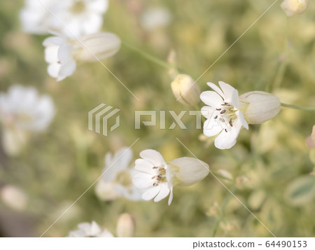 海妖Uniflora花 64490153